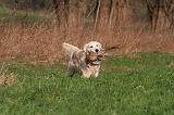 GOLDEN RETRIEVER 1006